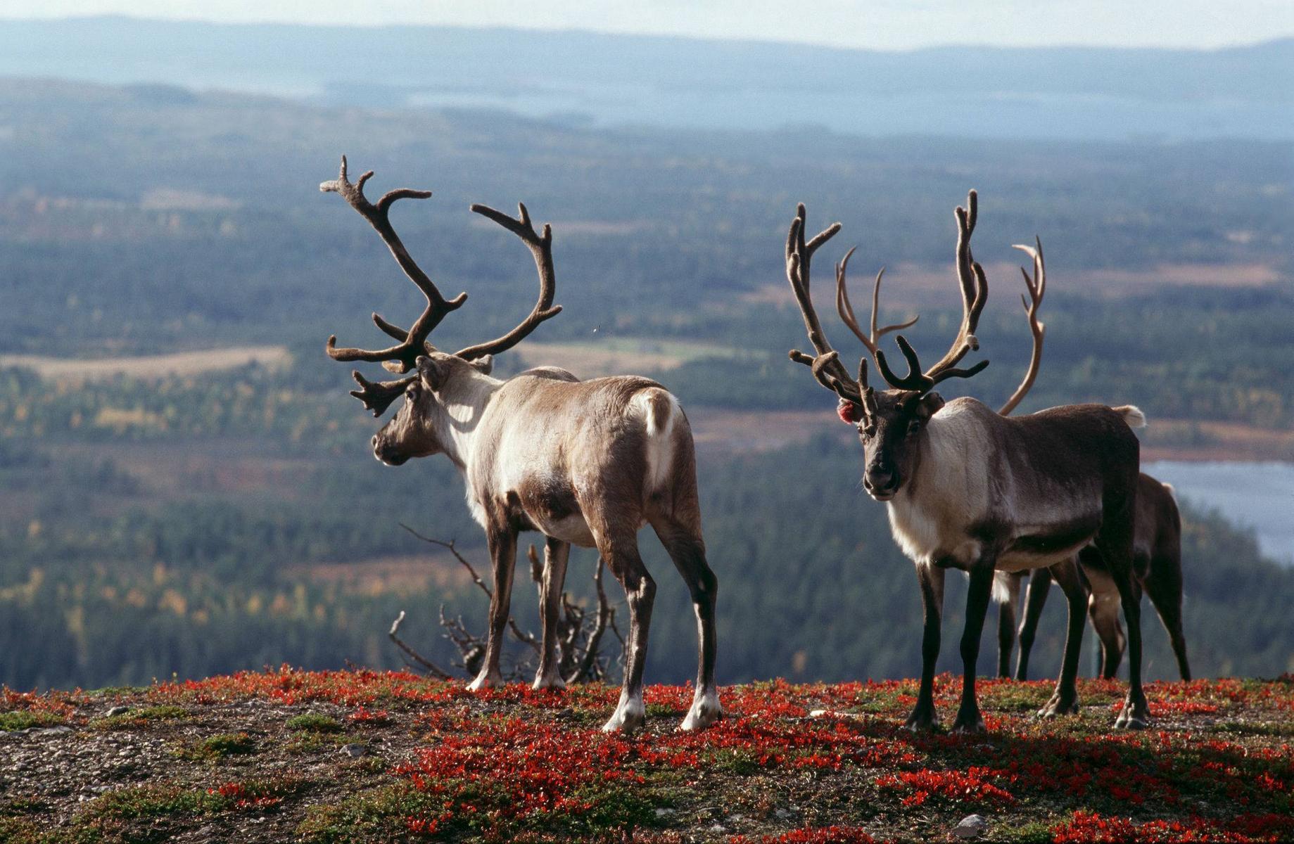 Fall Tour to Saariselkä and Cruise Around Lake Inari 7 Days - Pohjolan Matka