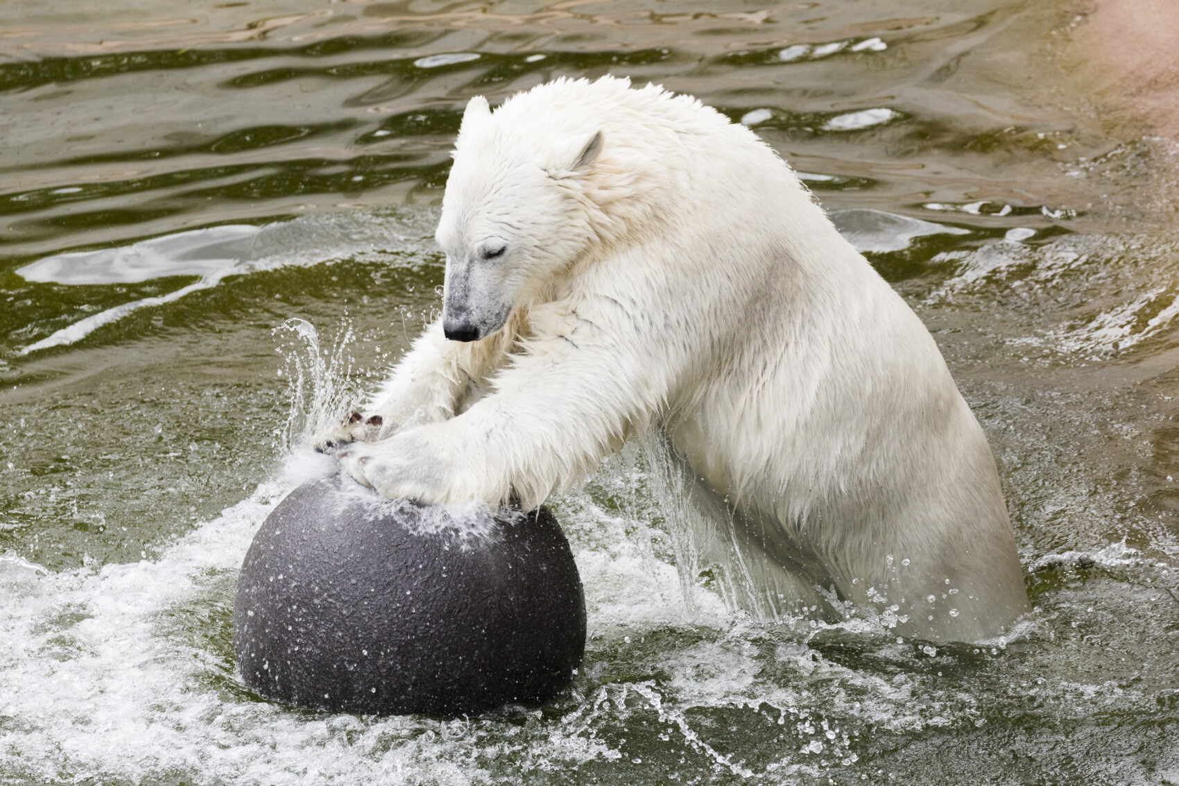 Polar bear Venus in Ranua Wildlife Park