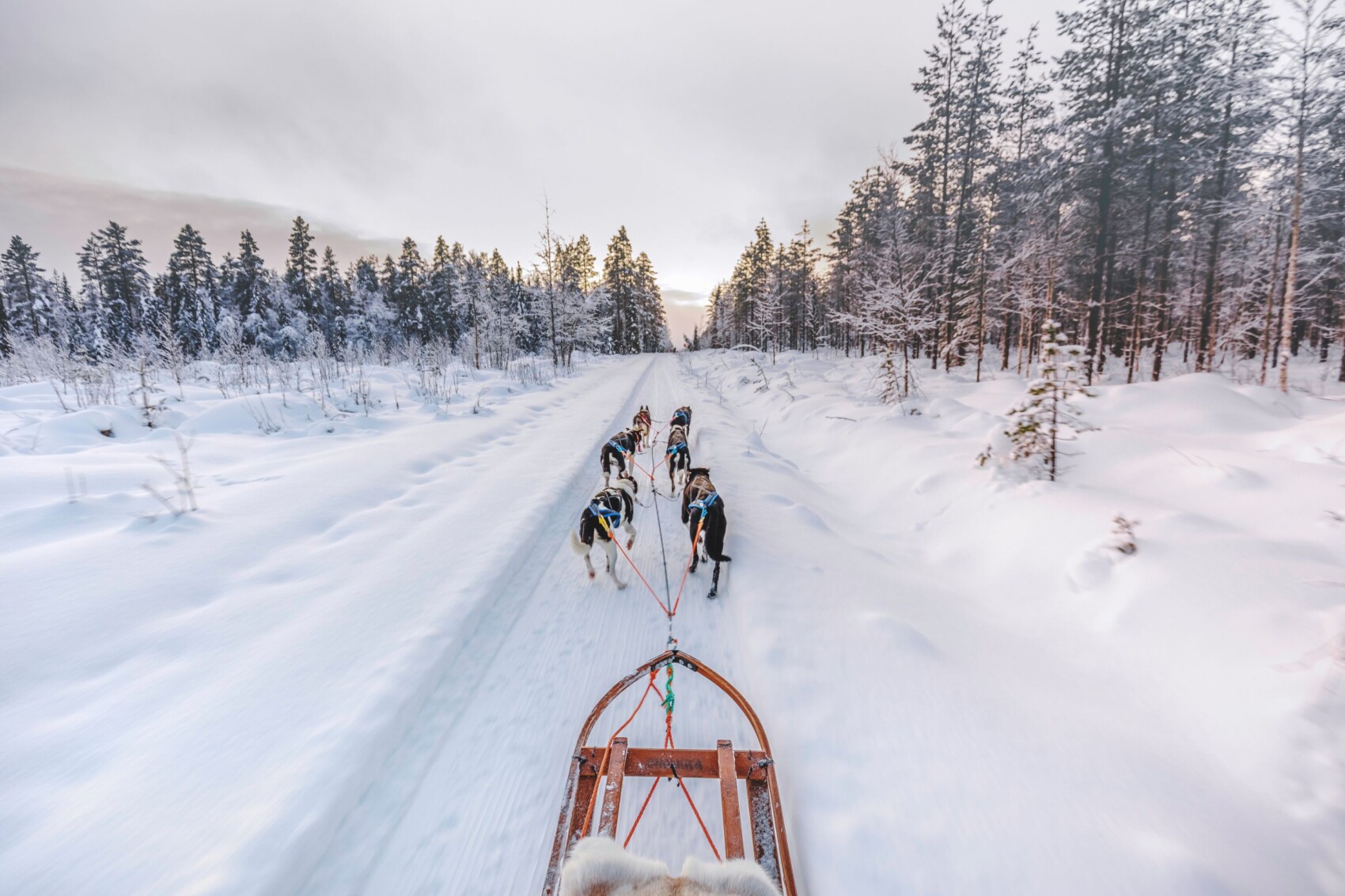 Lapland Husky safari